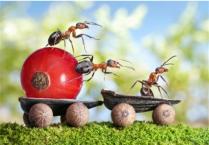 Kako se boriti protiv mrava